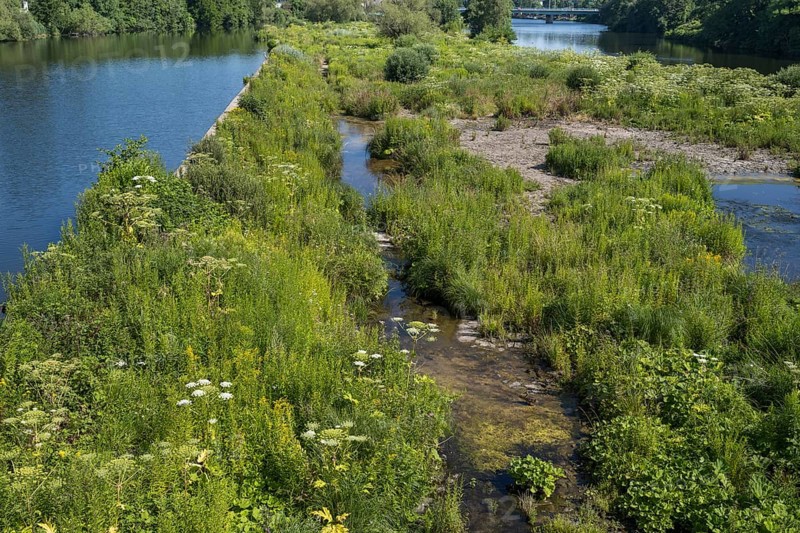 Saarn-Mendener Ruhraue, nature reserve, Mülheim an der Ruhr, Rurgebiet, North Rhine-Westphalia, Germany