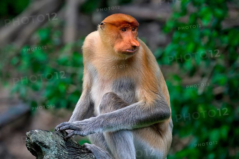 Endemic Proboscis monkey or Long-nosed monkey (Nasalis larvatus), sitting on a branch in the forest, Borneo, Malaisia