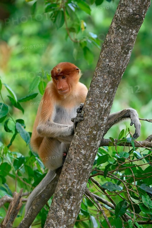 Endemic Proboscis monkey or Long-nosed monkey (Nasalis larvatus), sitting on a branch in the forest, Borneo, Malaisia