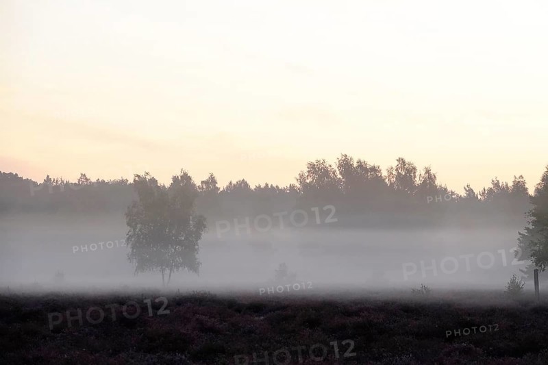 Landscape with morning fog, Summer, Saxony, Germany