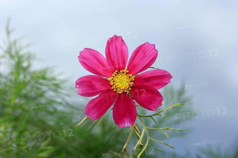 Ornamental basket 'Sensation Mix' (Cosmos bipinnatus), fifteen weeks after sowing, North Rhine-Westphalia, Germany