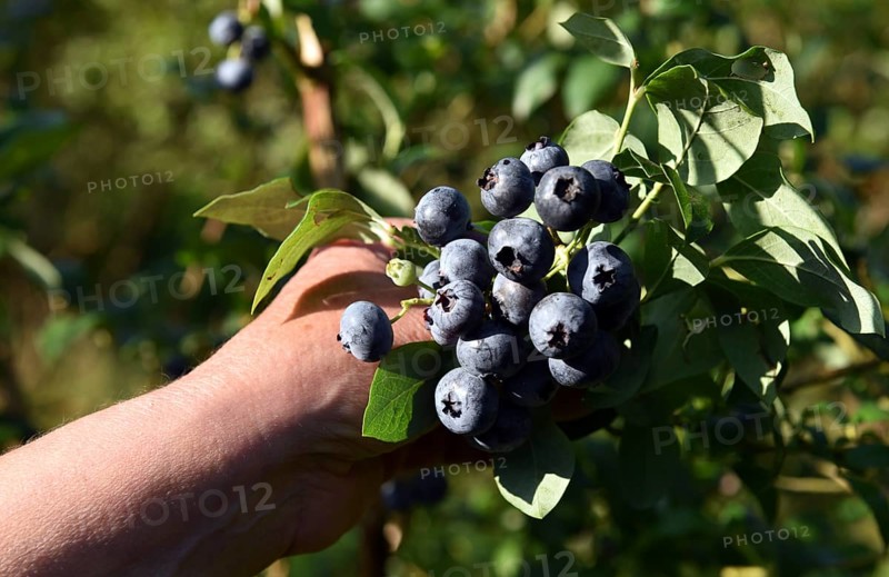 Collect and pick blueberries, bilberries (Vaccinium myrtillus)