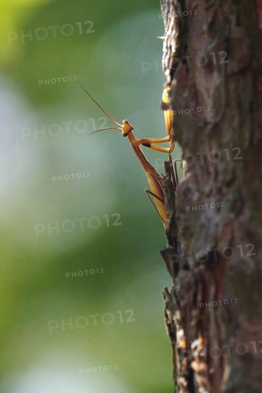 Praying mantis, August, Saxony, Germany