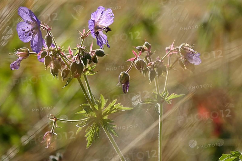 Meadow cranesbill, July, Germany