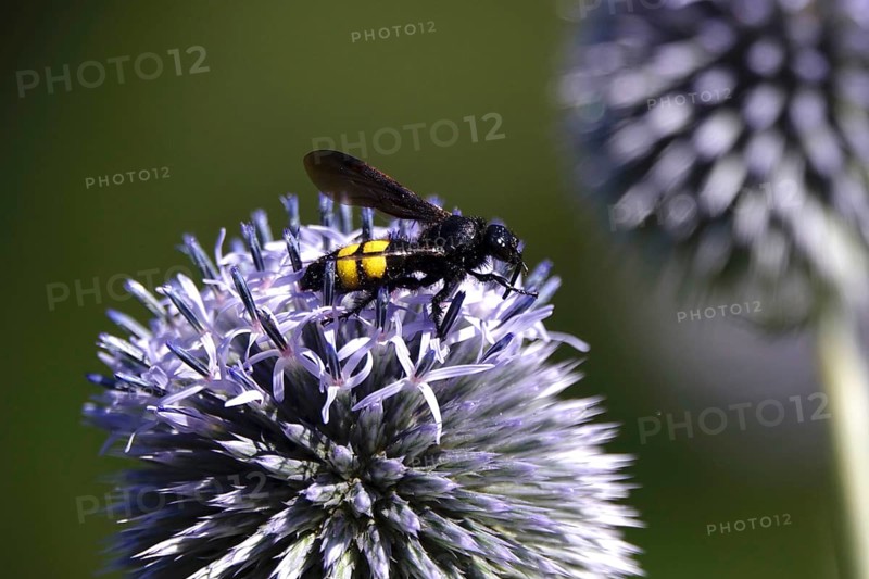 Scolia hirta, July, Germany