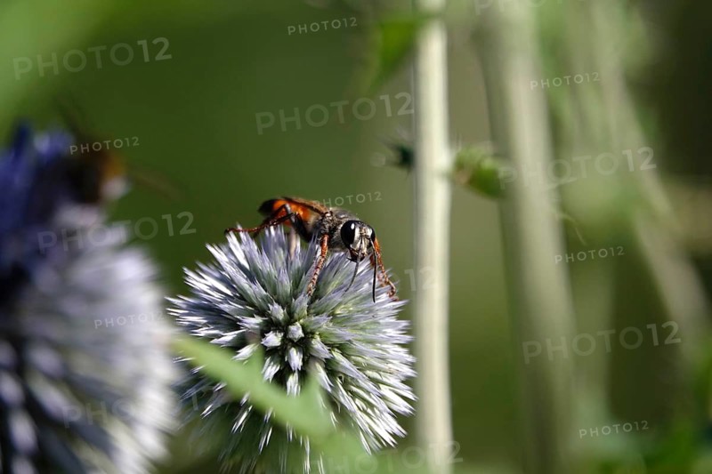 Grasshopper sand wasp, July, Germany