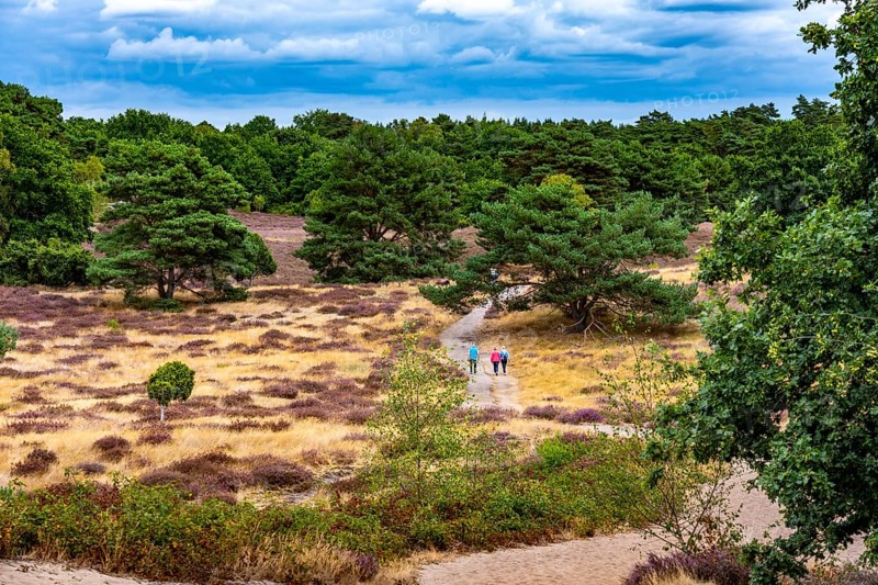 Westruper Heide, in the Hohe Mark Westmünsterland nature park Park, near Haltern am See, heather blossom, North Rhine-Westphalia, Germany