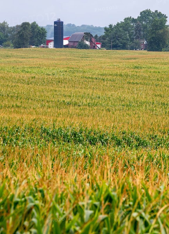 New Troy, Michigan - Corn growing in a farmer's field in southwest Michigan