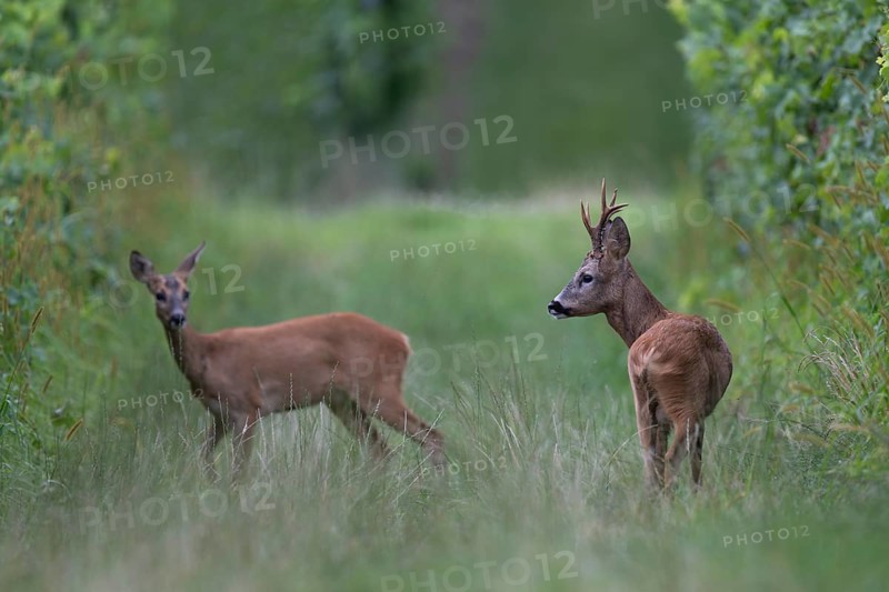 Roebuck in rut, leaf time, Biburg, Eifel Rhineland-Palatinate, Germany