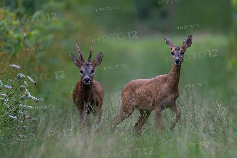 Roebuck in the rut, Biburg leaf time, Eifel Rhineland-Palatinate, Germany