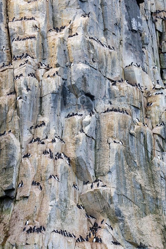 Thick-billed guillemot (Uria lomvia) on breeding rocks, alcids (Alcidae), Alkefjellet, Spitsbergen, Svalbard