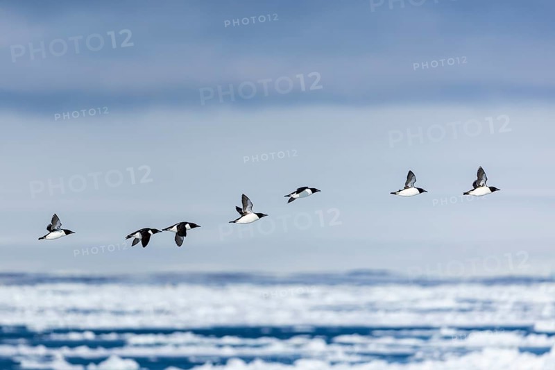 Thick-billed guillemot (Uria lomvia) in flight, alcids (Alcidae), Alkefjellet, Spitsbergen, Svalbard