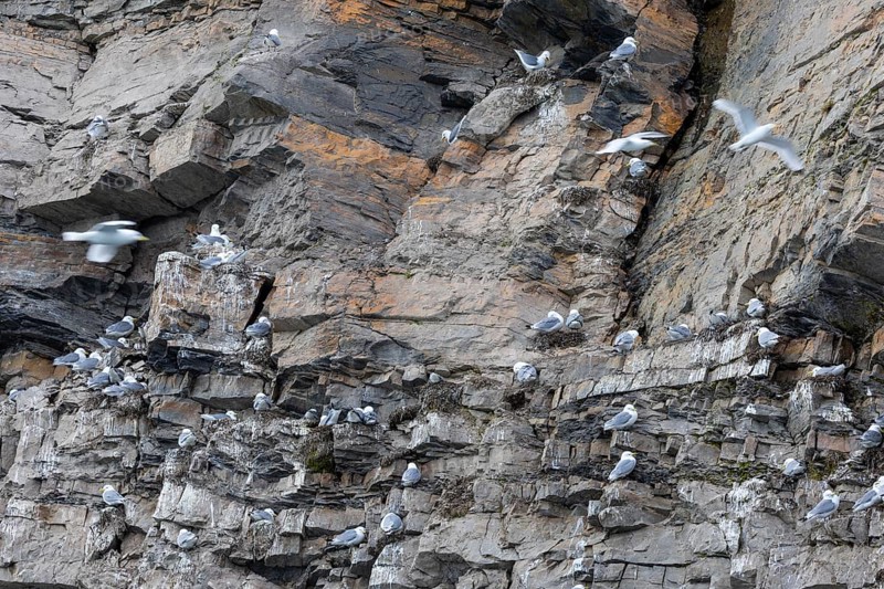 Group of kittiwakes (Rissa tridactyla) in a field wall, nesting sites, Mushamna, Spitsbergen, Svalbard