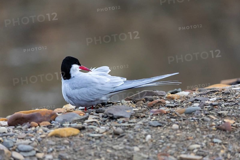 Arctic Arctic Tern (Sterna paradisaea) preening its plumage, Terns (Sterninae), Longyearbyen, Svalbard, Spitsbergen
