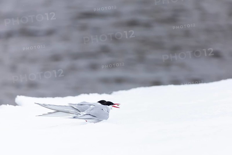Arctic Arctic Tern (Sterna paradisaea), pair feeding, bridal gift, snow, Terns (Sterninae), Muchinsonfjord, Spitsbergen, Svalbard