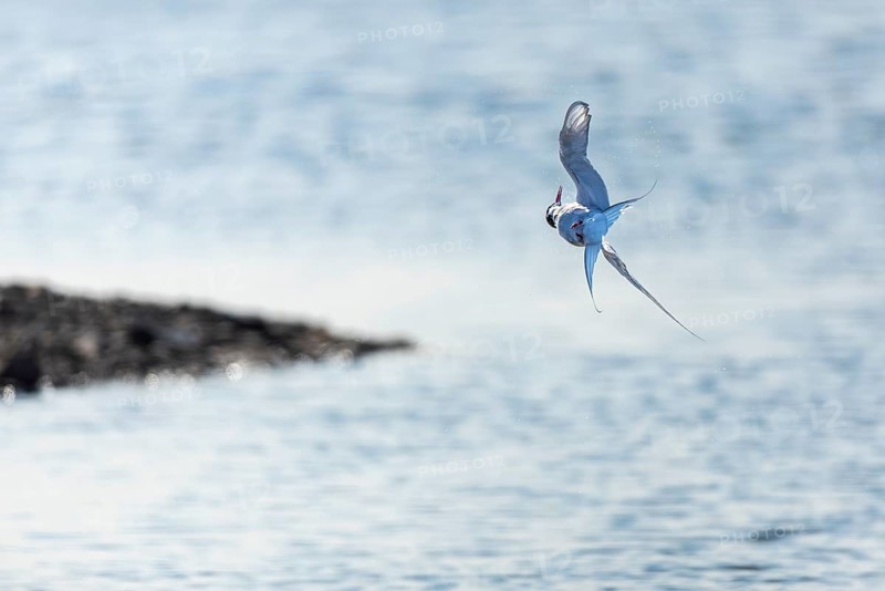 Arctic Arctic Tern (Sterna paradisaea) in flight, Terns (Sterninae), Longyearbyen, Spitsbergen, Svalbard