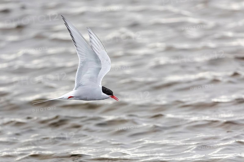 Arctic Arctic Tern (Sterna paradisaea) in a shaking flight to catch fish, Terns (Sterninae), Muchinsonfjord, Spitsbergen, Svalbard