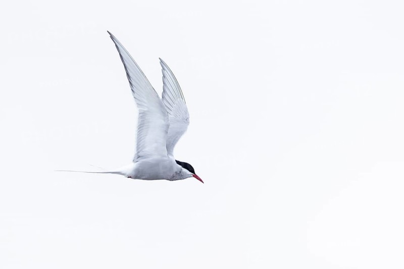 Arctic Arctic Tern (Sterna paradisaea) in flight, Terns (Sterninae), Muchinsonfjord, Spitsbergen, Svalbard