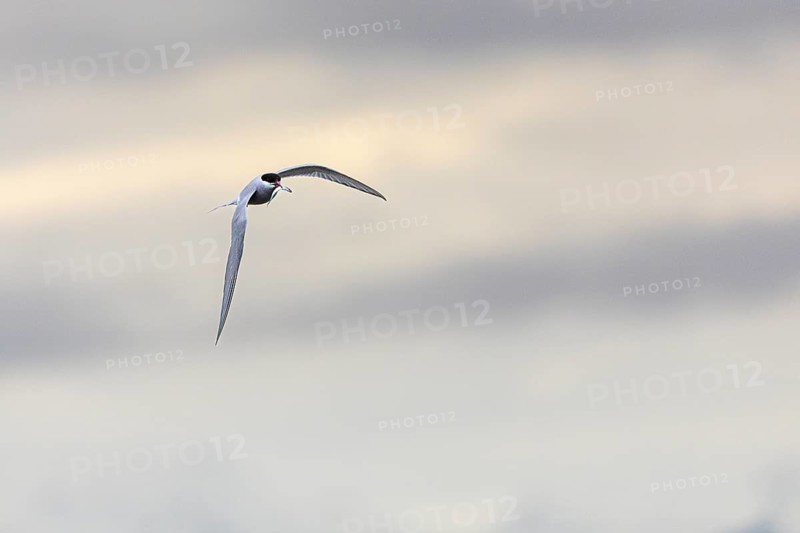 Arctic Arctic Tern (Sterna paradisaea) flying with fish in its beak, Terns (Sterninae), Longyearbyen, Spitsbergen, Svalbard