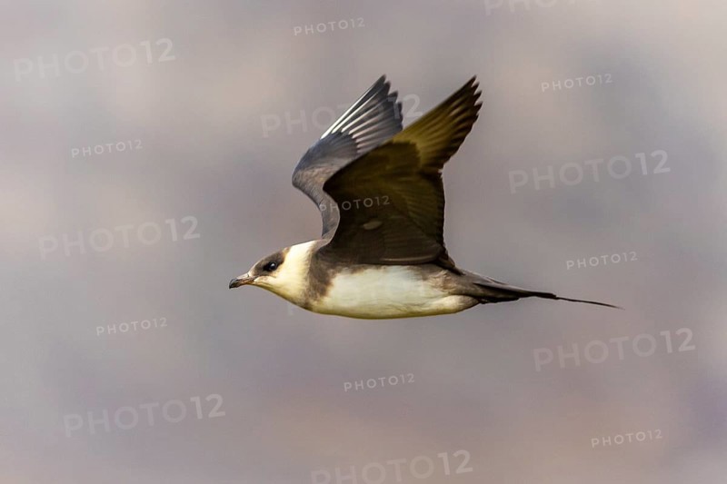 Long-tailed Skua (Stercorarius longicaudus) in flight, Aventdalen, Longyearbyen, Spitsbergen, Svalbard