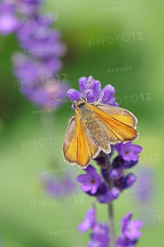 Large skipper (Ochlodes venatus), collecting nectar from a flower of Common lavender (Lavandula angustifolia), close-up, macro photograph, Wilnsdorf, North Rhine-Westphalia, Germany