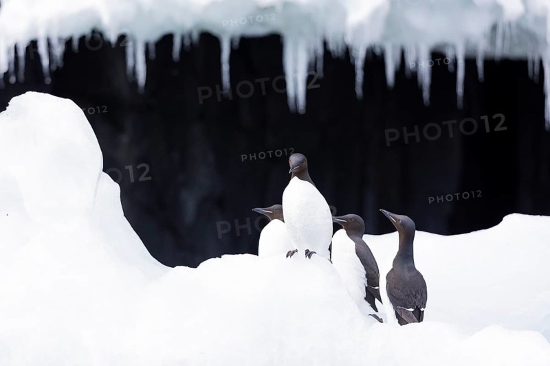 Thick-billed guillemot (Uria lomvia) on an ice floe, alcids (Alcidae), Alkefjellet, Spitsbergen, Svalbard