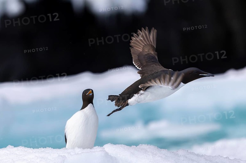 Thick-billed guillemot (Uria lomvia) on an ice floe, alcids (Alcidae), Alkefjellet, Spitsbergen, Svalbard