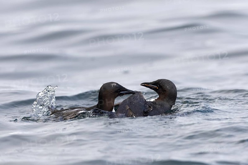 Thick-billed guillemot (Uria lomvia) fighting in the water, alcids (Alcidae), Alkefjellet, Spitsbergen, Svalbard