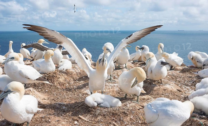 A gannet (Morus bassanus) (synonym: Sula bassana) spreads its wings, spread wings, gannet colony with many nests and fluffy chicks, fluff, chick fluff, earth nests, many animals, adult, juvenile, nesting, nesting sites, nesting place, parents, animal children, rocky coast under blue sky, blue sea in the background, water, sunny day, gannet colony Lummenfelsen, North Sea island Helgoland, Schleswig-Holstein, Germany