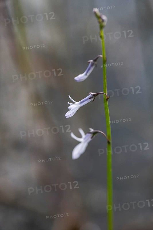 Water lobelia (Lobelia dortmanna), Emsland, Lower Saxony, Germany