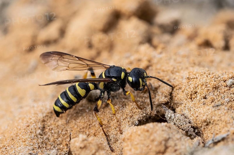Digger wasp (Gorytes laticinctus), Emsland, Lower Saxony, Germany