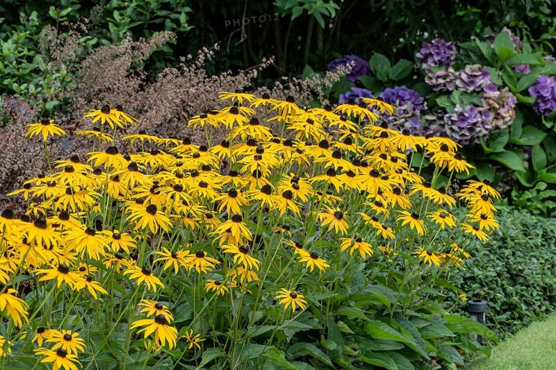 Flower bed with coneflower (Rudbeckia sullivantii), Emsland, Lower Saxony, Germany
