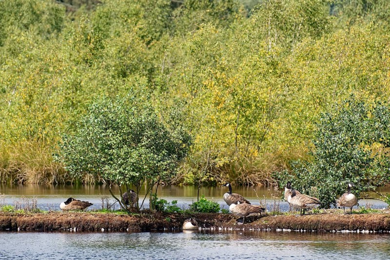 Waterfowl on an island in the lake of the Fockbeker Moor. The Fockbeker Moor is a nature reserve in the Schleswig-Holstein municipalities of Fockbek and Hohn in the district of Rendsburg-Eckernförde. Fockbek, Schleswig-Holstein, Germany
