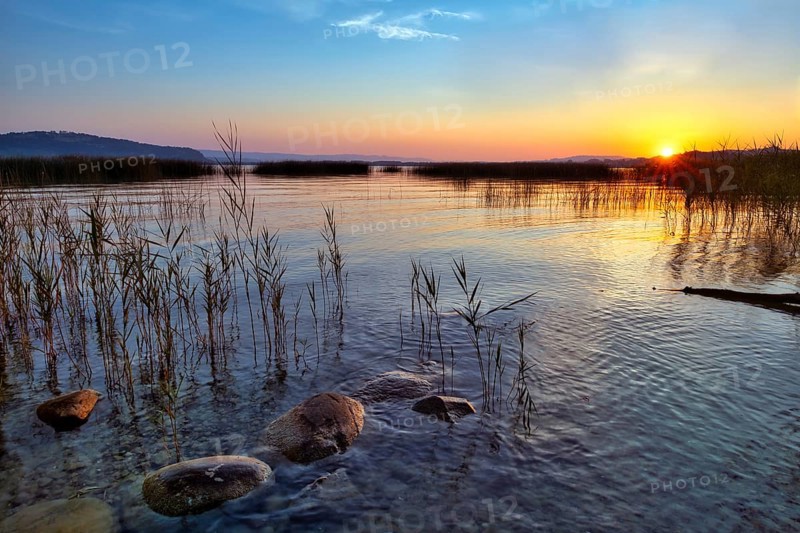 Atmospheric sunrise on Lake Murten, reed belt and stones in the water, Canton of Fribourg, Switzerland