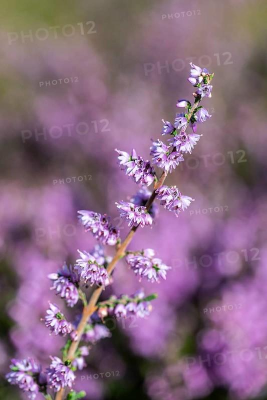 Heather (Calluna vulgaris), Emsland, Lower Saxony, Germany