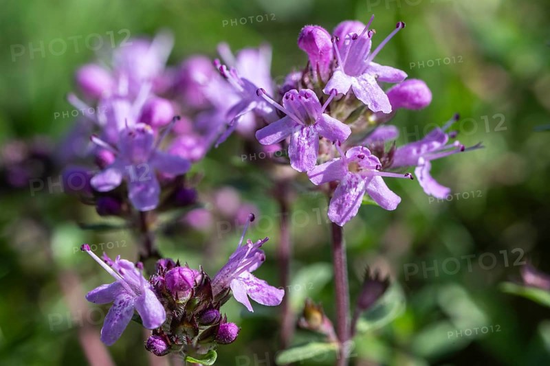 Sand thyme (Thymus serpyllum), Emsland, Lower Saxony, Germany