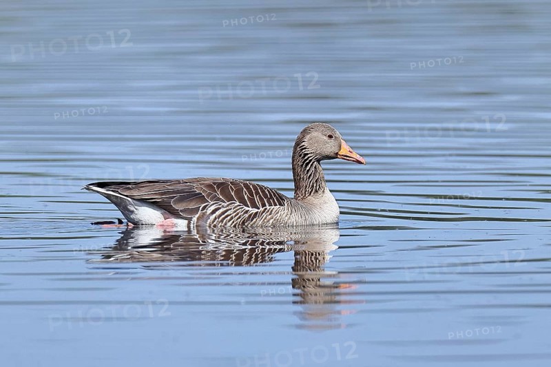 Greylag goose (Anser anser) swimming on the water, Chiemsee, Bavaria, Germany