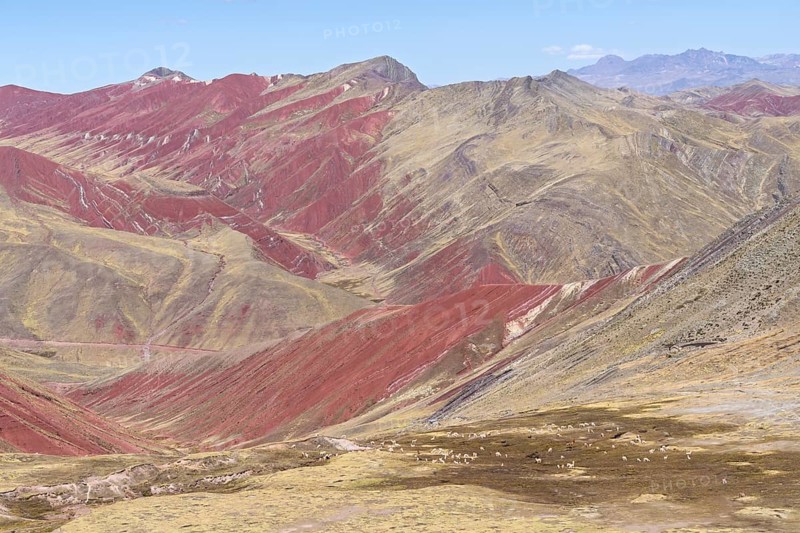 Grazing alpacas (Vicugna pacos), with colourful mountains in the background, Checacupe district, Cusco, Peru