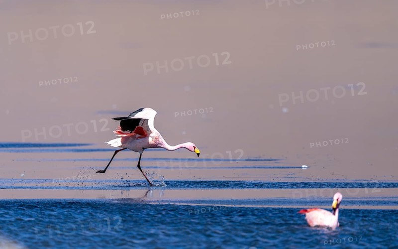 James flamingo (Phoenicoparrus jamesi), starts on a frozen lake, Laguna Cañapa, lagoon route, San Pedro de Quemes, Departamento Potosí, Bolivia