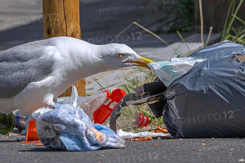 Bird nuisance by herring gull tearing up rubbish bag and feeding on trash, household refuse and garbage leaving a mess on street in coastal town