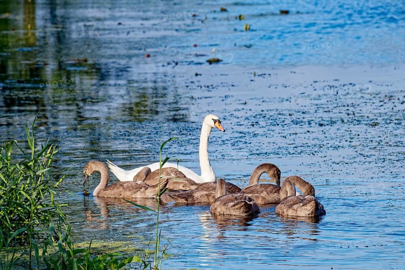 A swan with young on the River Trave in Brenner Moor. The Brenner Moor is a salt marsh, FFH area, in the Trave lowlands near Bad Oldesloe. Schleswig-Holstein, Germany