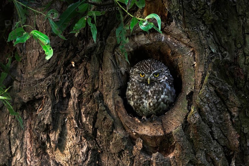 In its nesting cavity... Little owl (Athene noctua) nests in an old pollarded willow, sits in the entrance of a natural tree cavity, looks out of its cavity early in the morning, native nature, Lower Rhine, North Rhine-Westphalia, Rhineland, Germany, Western Europe