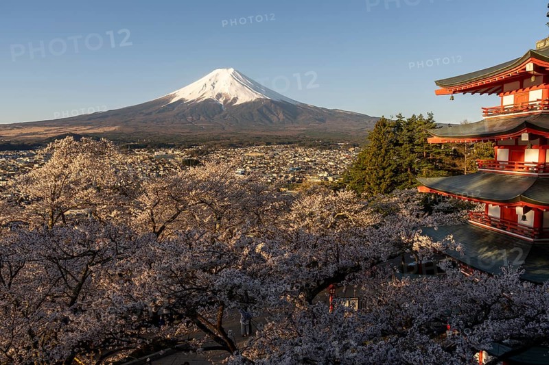 View of Mount Fuji, with the Chureito Pagoda and blossoming cherry trees in the foreground, Fujiyoshida, Yamanashi Prefecture, Japan