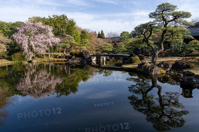 Pond with reflections, small bridge, blossoming cherry tree, Ovashiki Park, Himeji, Hyogo Prefecture, Japan