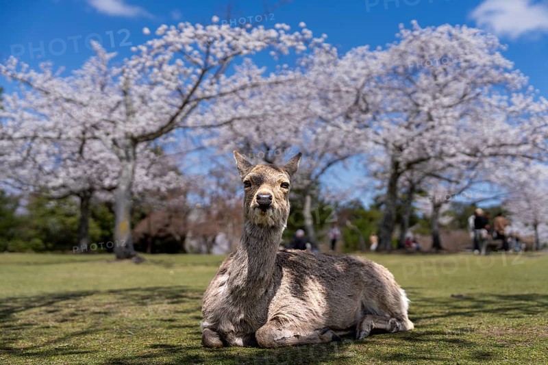 Japanese Sika deer (Cervus nippon) in front of blossoming cherry trees, Nara Park, Nara, Nara Prefecture, Japan