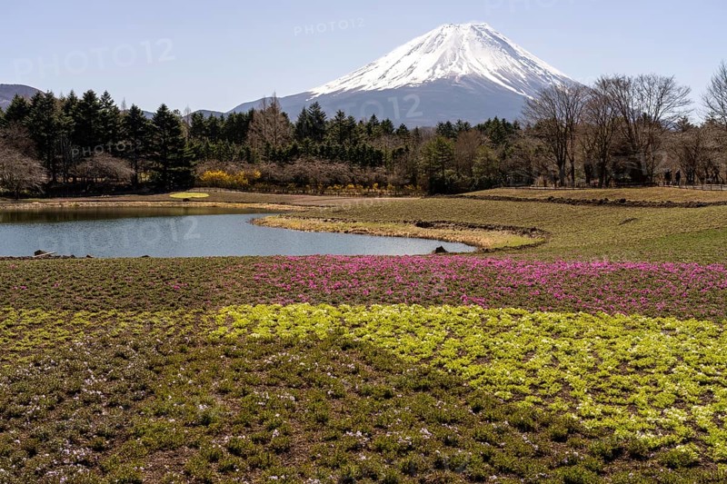 View of Mount Fuji, with Ryujin-ike pond in the foreground and many flowers, Fujikawaguchiko, Minamitsuru, Yamanashi Prefecture, Japan
