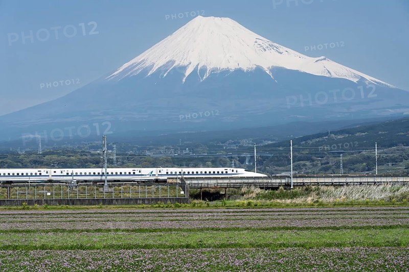 Mount Fuji with the Shinkansen train in the foreground, flower meadow, Fuji, Shizuoka Prefecture, Japan