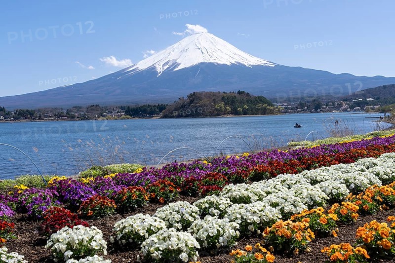 Mount Fuji with Lake Kawaguchi and flowers in the foreground, Fujikawaguchiko, Minamitsuru, Yamanashi Prefecture, Japan