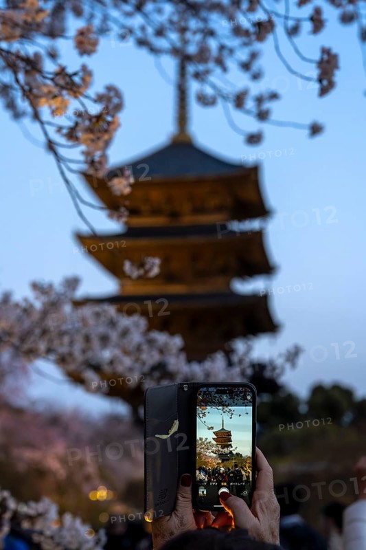 Woman taking photo of To-ji Temple with smartphone, Minami-ku, Kyoto, Kyoto Prefecture, Japan