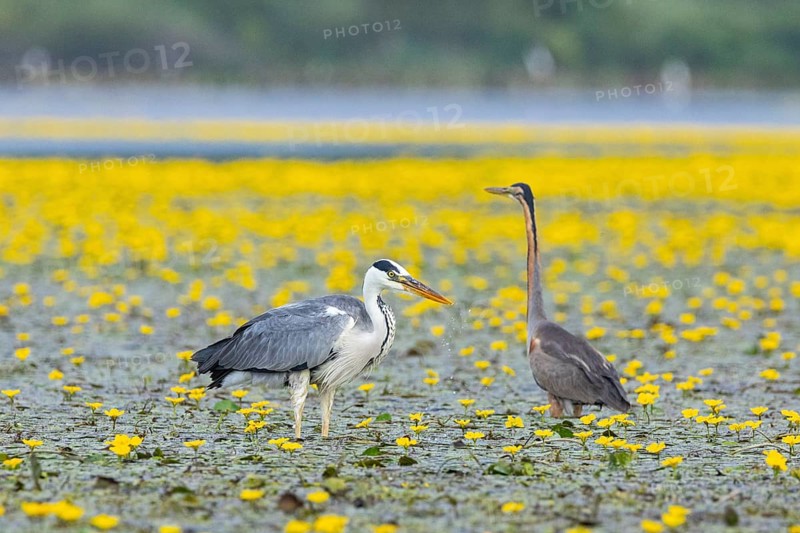 Grey heron (Ardea cinerea) and purple heron (Ardea purpurea) amidst flowering sea pots (Nymphoides peltata) Hungary